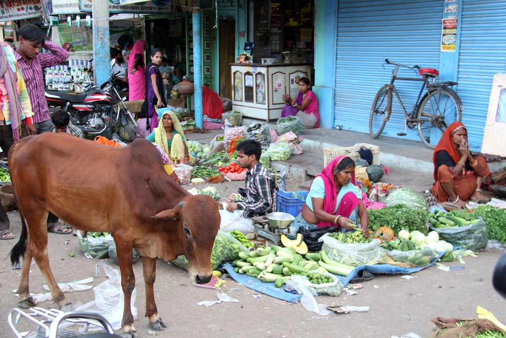quels animaux sont sacres en inde