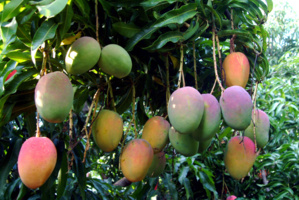 LA MANGUE LA MANGUE