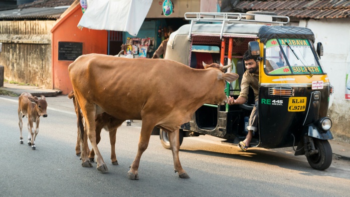 ​C'est ainsi que les vaches apportent de la malchance dans votre vie