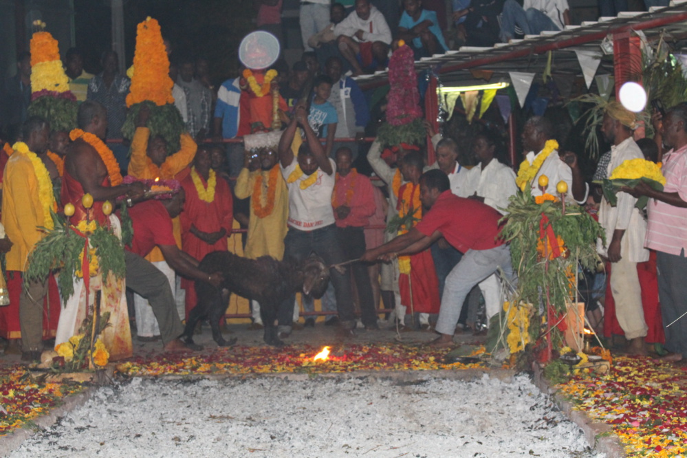 MARCHE SUR LE FEU AU TEMPLE FAMILIAL VAÏTY 2017