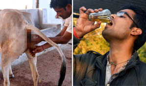 AVANTAGES DE L'URINE DE VACHE