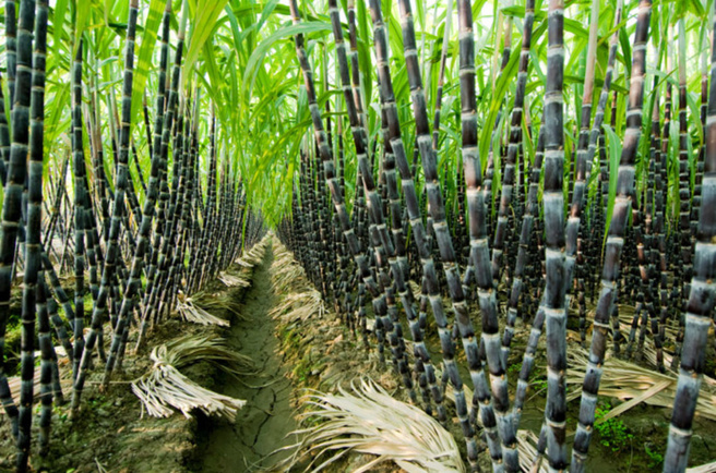 IMPORTANCE DE LA CANNE À SUCRE PENDANT LES FESTIVALS HINDOUS IMPORTANCE DE LA CANNE À SUCRE PENDANT LES FESTIVALS HINDOUS