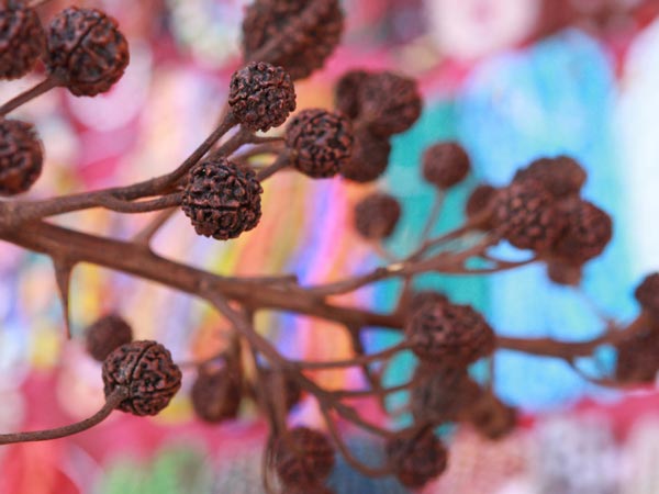 AVANTAGES DE PORTER LE MUKHI RUDRAKSHA AVANTAGES DE PORTER LE MUKHI RUDRAKSHA