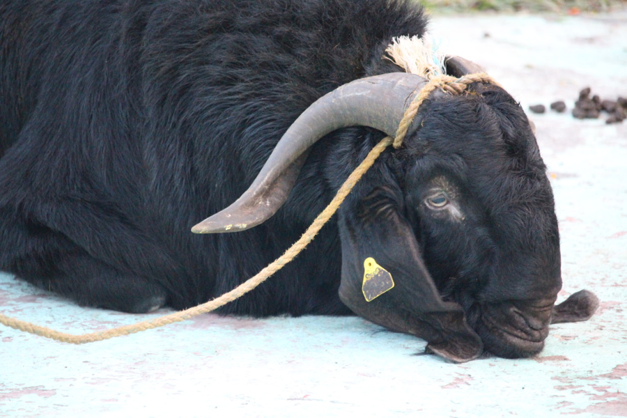 FÊTE KÂLI 2018 AU TEMPLE PANDIALE PRIMAT DE SAINT-DENIS FÊTE KÂLI 2018 AU TEMPLE PANDIALE PRIMAT DE SAINT-DENIS