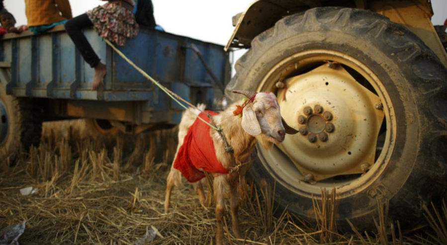 LE SRI LANKA VA INTERDIRE LES SACRIFICES D'ANIMAUX DANS LES TEMPLES HINDOUS LE SRI LANKA VA INTERDIRE LES SACRIFICES D'ANIMAUX DANS LES TEMPLES HINDOUS