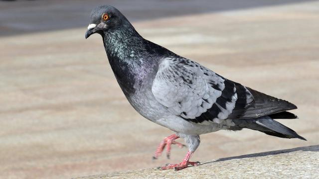 CES OISEAUX ET ANIMAUX NE DOIVENT PAS ENTRER DANS VOTRE MAISON SELON L’ASTROLOGIE