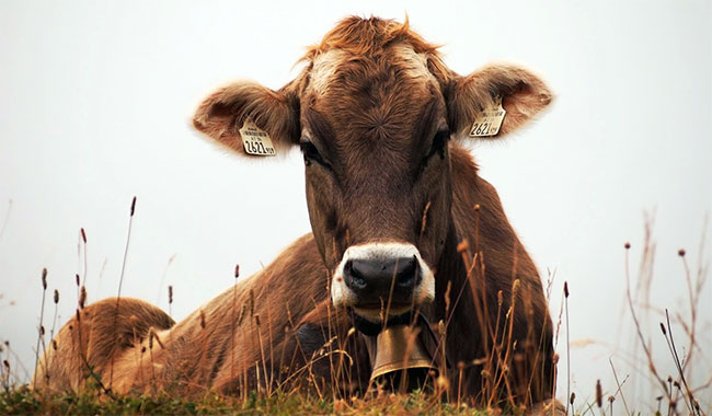 POURQUOI LES HINDOUS NE MANGENT PAS DE BOEUF ? POURQUOI LES HINDOUS NE MANGENT PAS DE BOEUF ?