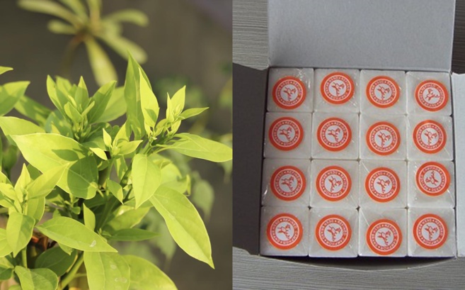 LE CAMPHRE AU PRIX DE L'OR : QUI L'AUTEUR ? LE CAMPHRE AU PRIX DE L'OR : QUI L'AUTEUR ?