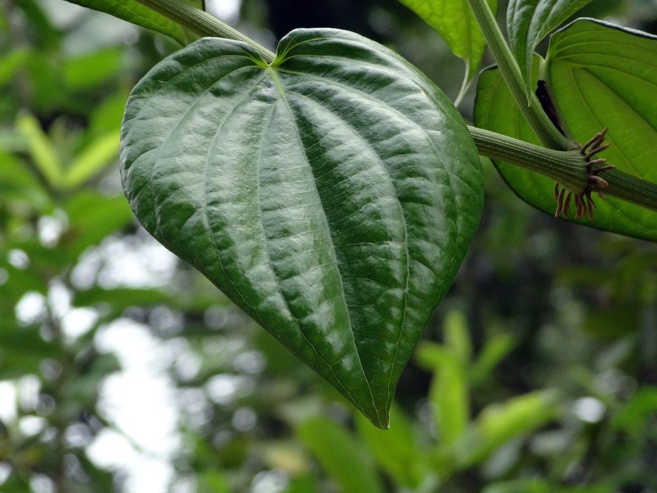 AVANTAGES DE LA FEUILLE DE BÉTEL