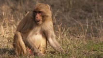 INDE : DES SINGES S'EMPARENT D’ÉCHANTILLONS DE TEST SANGUINS POUR LE COVID-19 INDE : DES SINGES S'EMPARENT D’ÉCHANTILLONS DE TEST SANGUINS POUR LE COVID-19