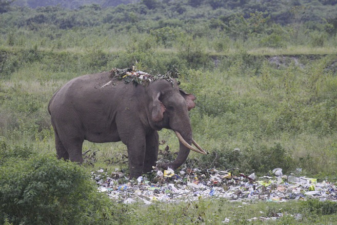 EN INDE, UN ÉLÉPHANT SE NOURRIT DE DÉCHETS PLASTIQUES 