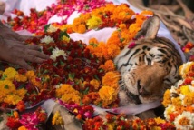 L'INDE PLEURE COLLARWALI, UNE TIGRESSE QUI SYMBOLISAIT LA SAUVEGARDE DE L'ESPÈCE L'INDE PLEURE COLLARWALI, UNE TIGRESSE QUI SYMBOLISAIT LA SAUVEGARDE DE L'ESPÈCE