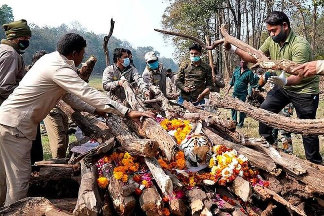 L'INDE PLEURE COLLARWALI, UNE TIGRESSE QUI SYMBOLISAIT LA SAUVEGARDE DE L'ESPÈCE L'INDE PLEURE COLLARWALI, UNE TIGRESSE QUI SYMBOLISAIT LA SAUVEGARDE DE L'ESPÈCE