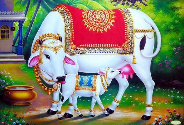 L'URINE DE VACHE : BONNE OU MAUVAISE ? L'URINE DE VACHE : BONNE OU MAUVAISE ?