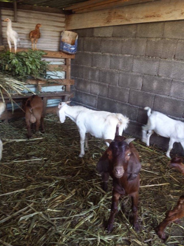 BOUCS SEVRAGE ET POUR VOS CÉRÉMONIES À VENDRE SUR BRAS-PANON