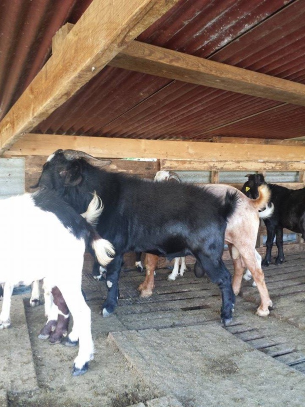  BOUCS SEVRAGE ET POUR VOS CÉRÉMONIES À VENDRE SUR BRAS-PANON