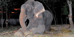 Torturé pendant 50 ans, un éléphant pleure à sa libération