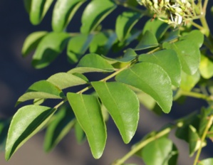 KALOUPILÉ (FEUILLES DE CURRY)