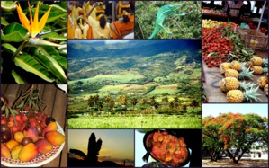 LE TAMOUL ET LA LANGUE CRÉOLE RÉUNIONNAISE LE TAMOUL ET LA LANGUE CRÉOLE RÉUNIONNAISE