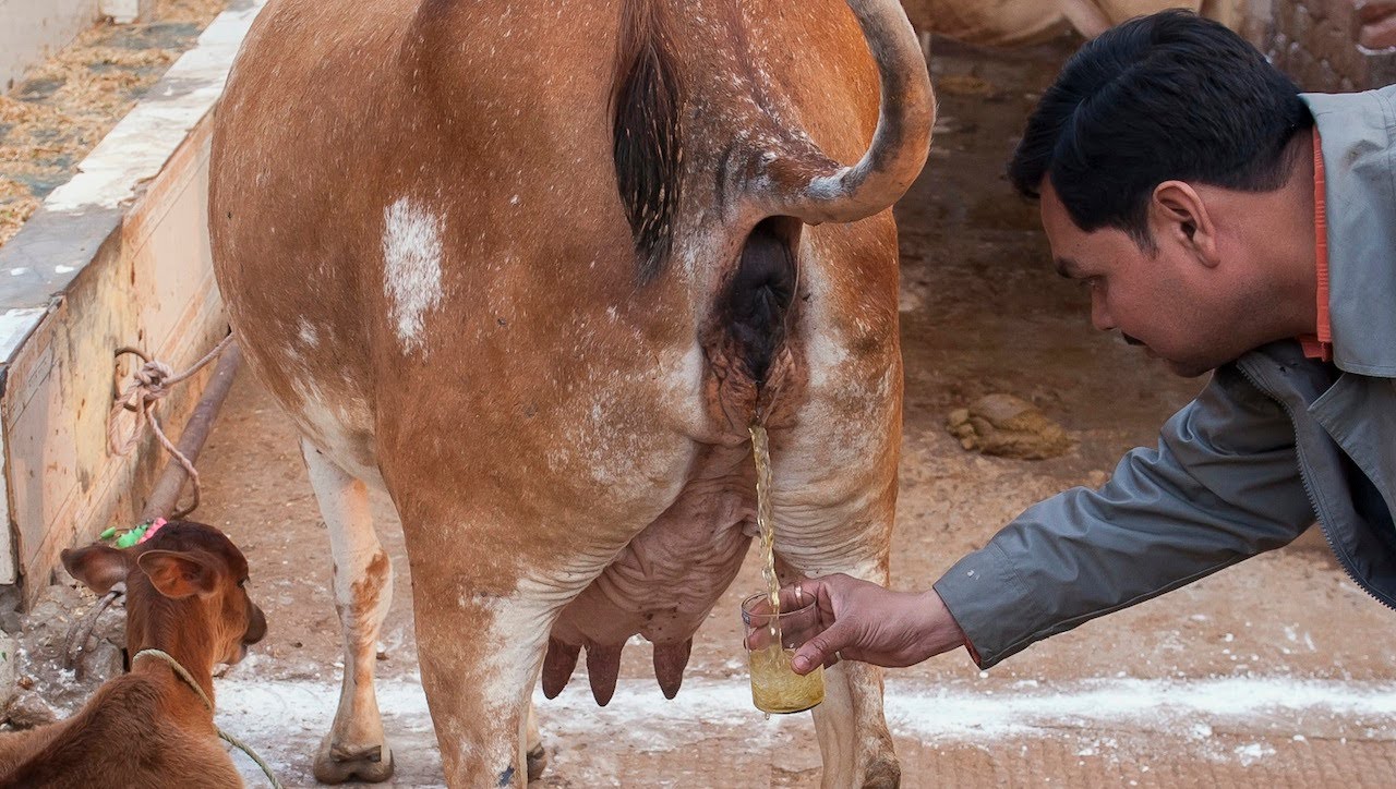 LES MERVEILLES D'URINE DE VACHE