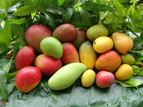 AVANTAGES DE MANGER DE LA MANGUE PENDANT LA GROSSESSE