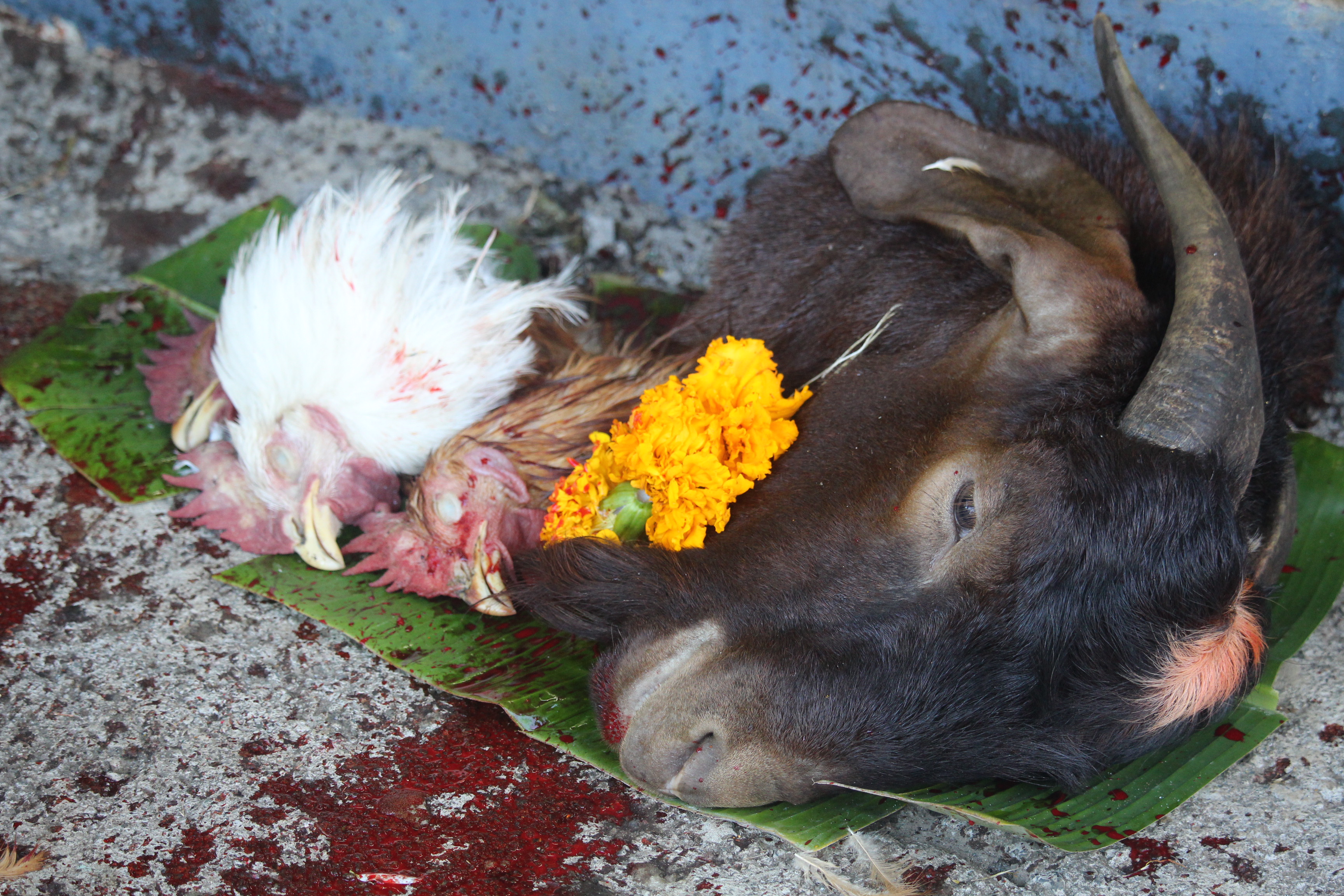 SACRIFICE ANIMAL À LA RÉUNION 'CHACUN DOIT RESTER À SA PLACE'