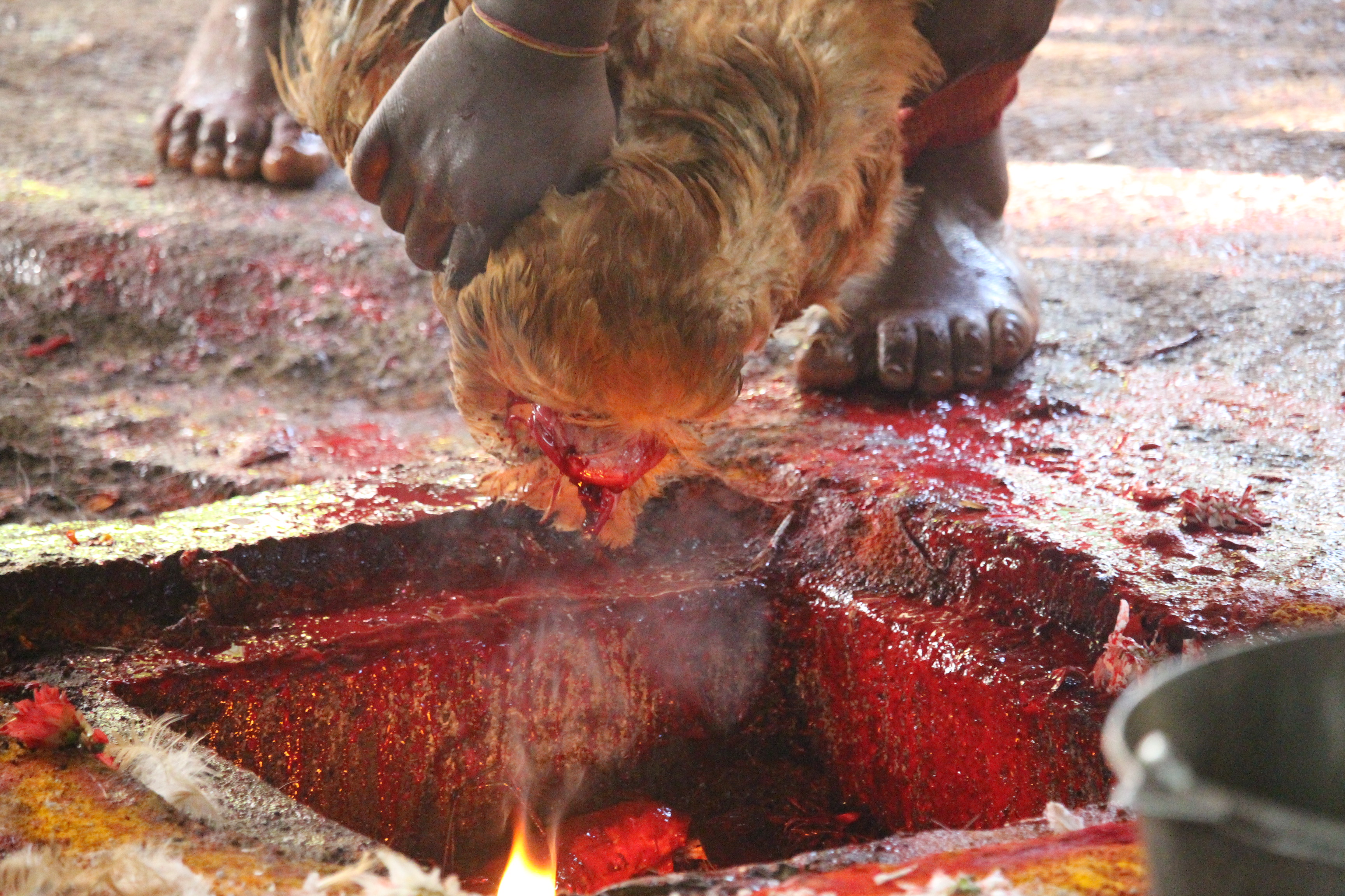 SACRIFICE ANIMAL À LA RÉUNION 'CHACUN DOIT RESTER À SA PLACE'