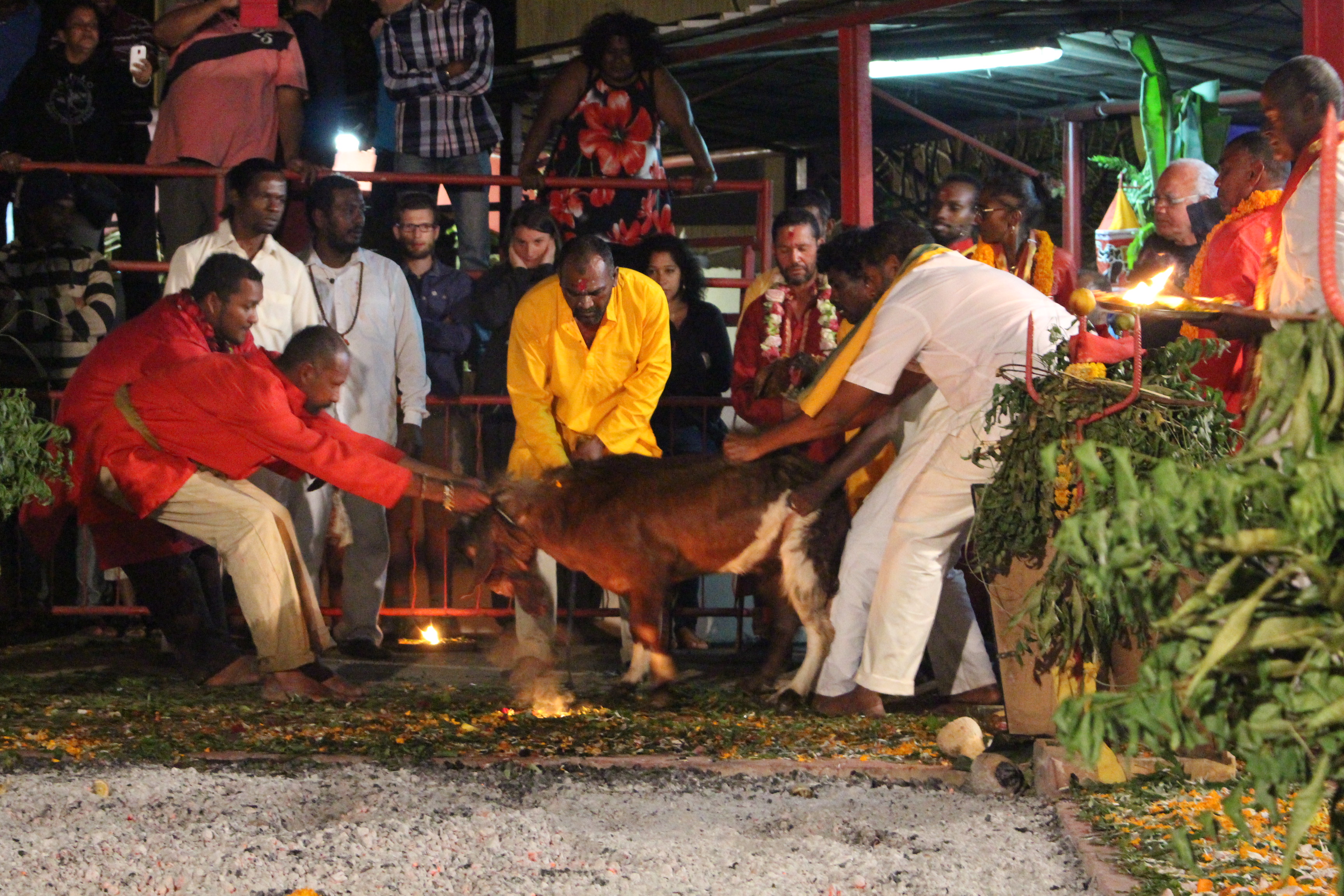 SACRIFICE ANIMAL À LA RÉUNION 'CHACUN DOIT RESTER À SA PLACE'