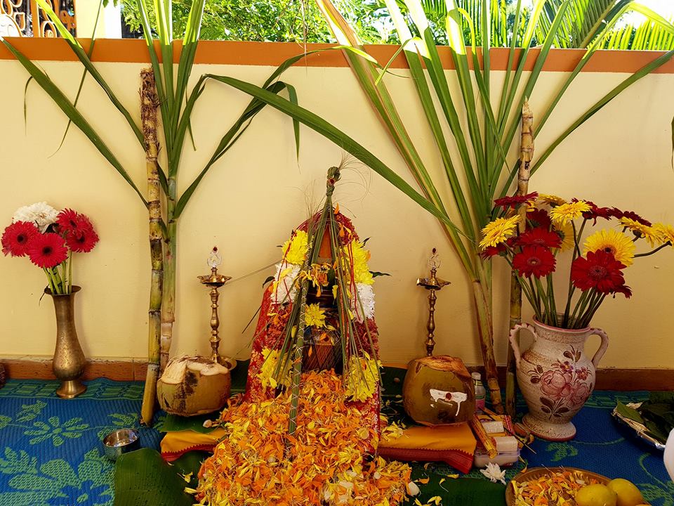 LE PONGAL CÉLÉBRÉE  À L'ASHRAM DU PORT  LE PONGAL CÉLÉBRÉE  À L'ASHRAM DU PORT