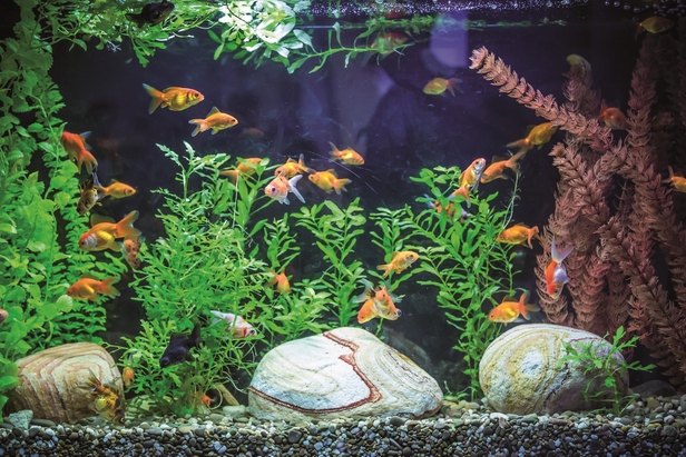 CONSEILS POUR LES AQUARIUMS DE POISSONS À LA MAISON