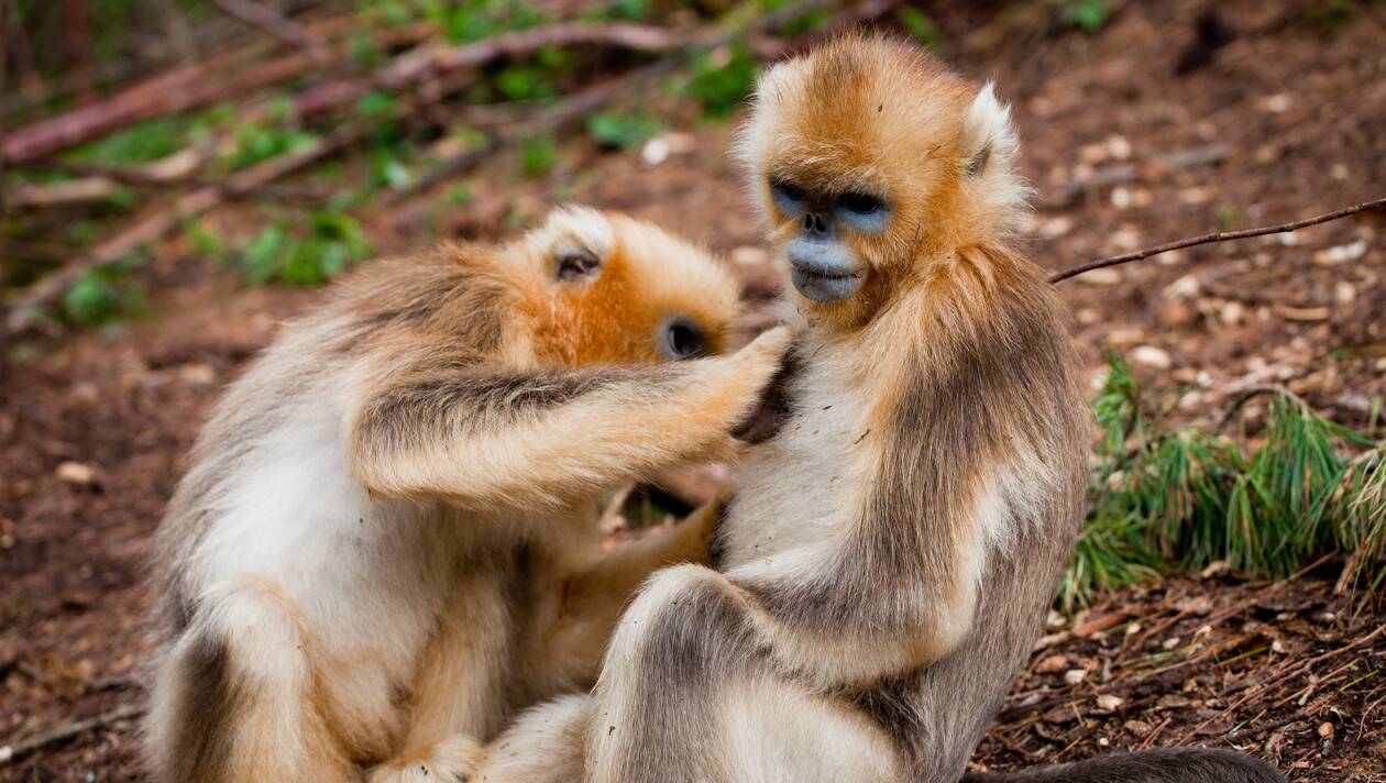 LA SÉCHERESSE PROVOQUE DES COMPORTEMENTS ÉTRANGES CHEZ LES ANIMAUX EN INDE 