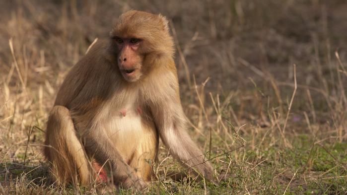INDE : DES SINGES S'EMPARENT D’ÉCHANTILLONS DE TEST SANGUINS POUR LE COVID-19 INDE : DES SINGES S'EMPARENT D’ÉCHANTILLONS DE TEST SANGUINS POUR LE COVID-19