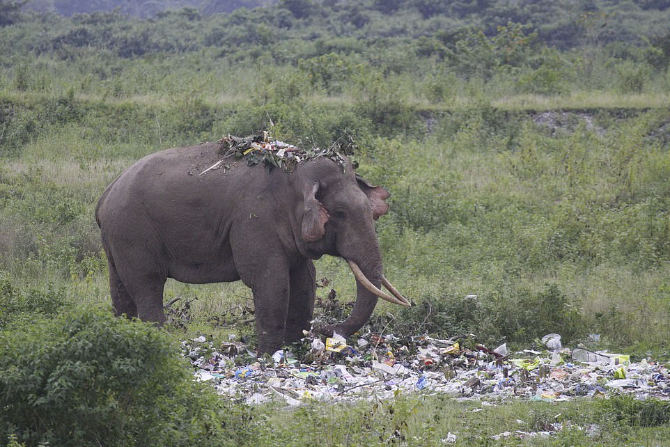 EN INDE, UN ÉLÉPHANT SE NOURRIT DE DÉCHETS PLASTIQUES 