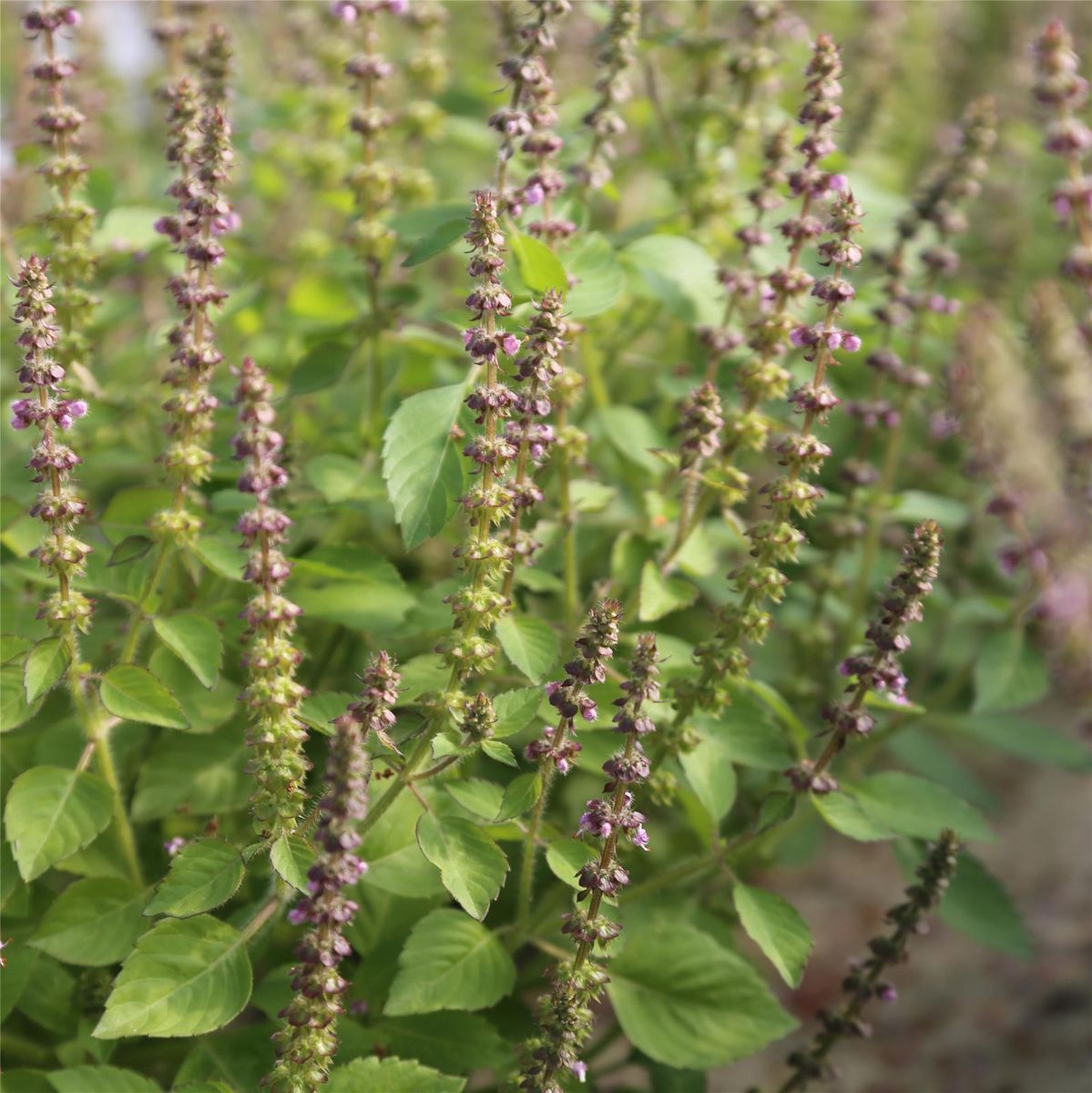 QUAND ET COMMENT CUEILLIR LES FEUILLES DE TULSI ?