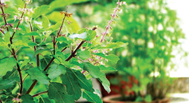 RAISONS POUR LESQUELLES LE TULSI EST DEVANT LES MAISONS HINDOUES