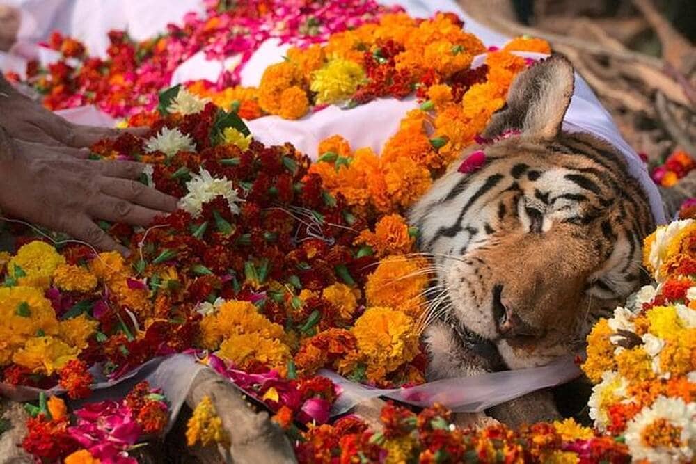 L'INDE PLEURE COLLARWALI, UNE TIGRESSE QUI SYMBOLISAIT LA SAUVEGARDE DE L'ESPÈCE