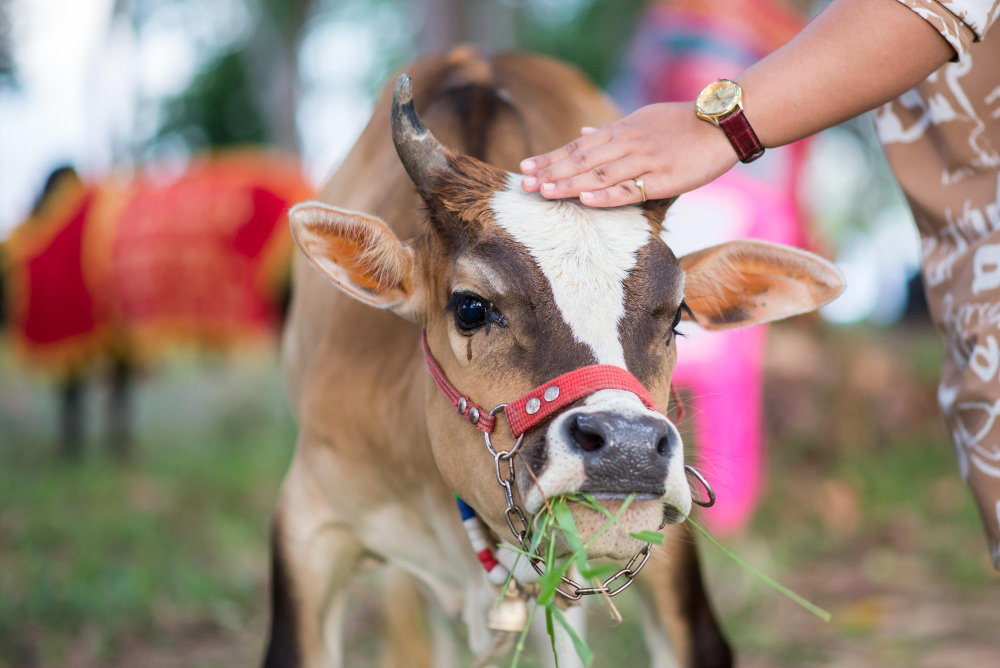 BIENFAITS DE NOURRIR LES VACHES