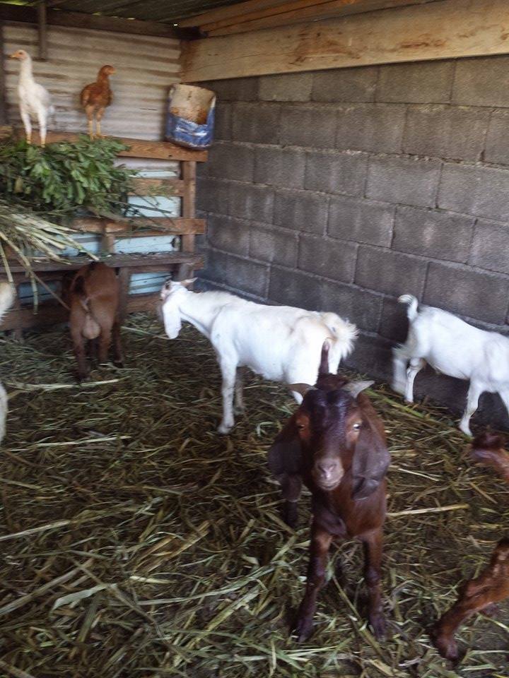  BOUCS SEVRAGE ET POUR VOS CÉRÉMONIES À VENDRE SUR BRAS-PANON