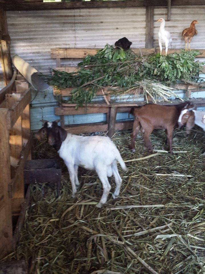  BOUCS SEVRAGE ET POUR VOS CÉRÉMONIES À VENDRE SUR BRAS-PANON