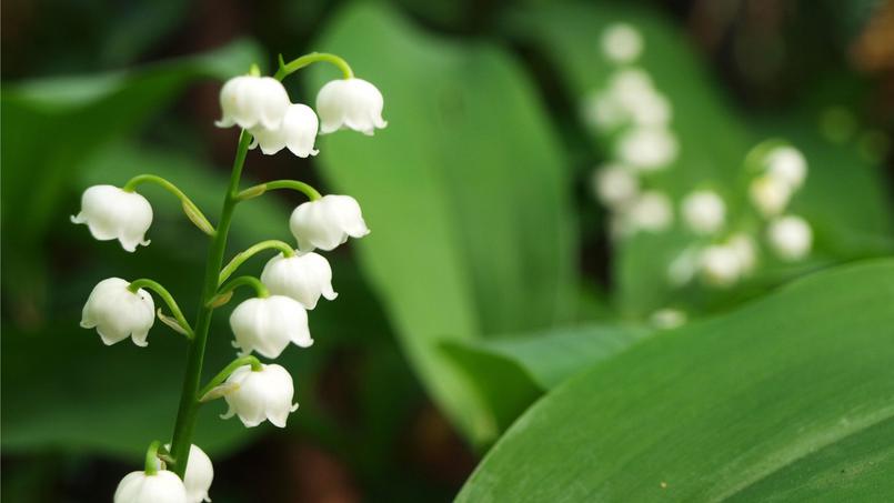 Pourquoi offre-t-on des brins de muguet le 1er mai ?