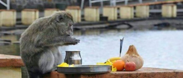 île Maurice : Quand un singe prie au lac sacré du Ganga Talao