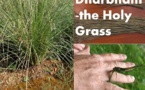 Dharbham (Telpé) : le Saint-Herbe Dharbham (Telpé) : le Saint-Herbe