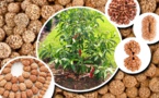 POURQUOI PORTER LE RUDRAKSHA ? POURQUOI PORTER LE RUDRAKSHA ?