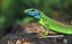 SIGNIFICATION SPIRITUELLE DES LÉZARDS DANS L'HINDOUISME