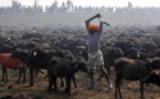 Gadhimai : une célébration hindoue qui sacrifie 300.000 animaux tous les 5 ans