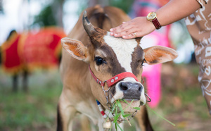 BIENFAITS DE NOURRIR LES VACHES