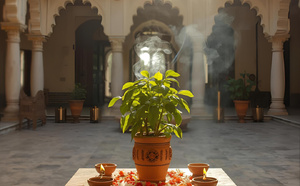 CHOSES À PRENDRE EN COMPTE LORS DE LA PLANTATION D’UN TULSI À LA MAISON