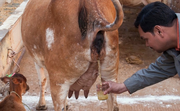 LES MERVEILLES D'URINE DE VACHE