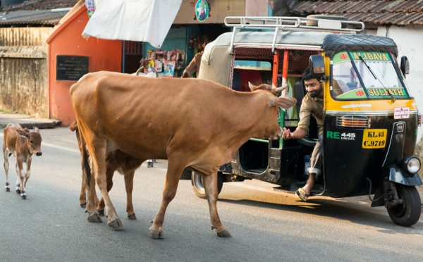 ​C'est ainsi que les vaches apportent de la malchance dans votre vie