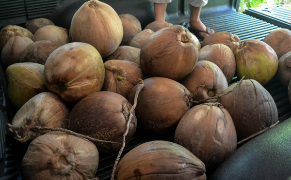 NOIX DE COCO : LE FRUIT DE DIEU